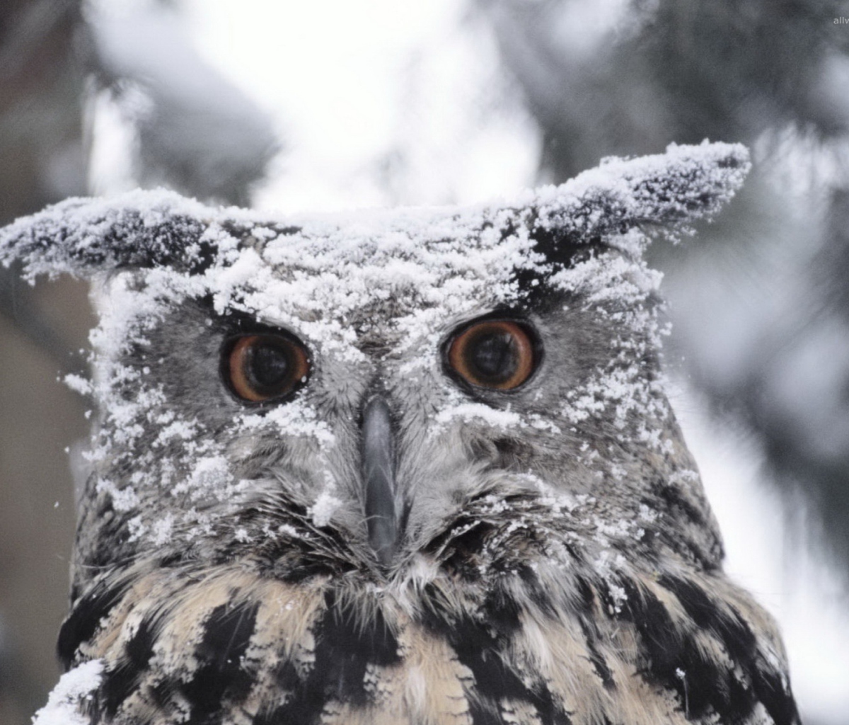 Das Owl And Snow Wallpaper 1200x1024