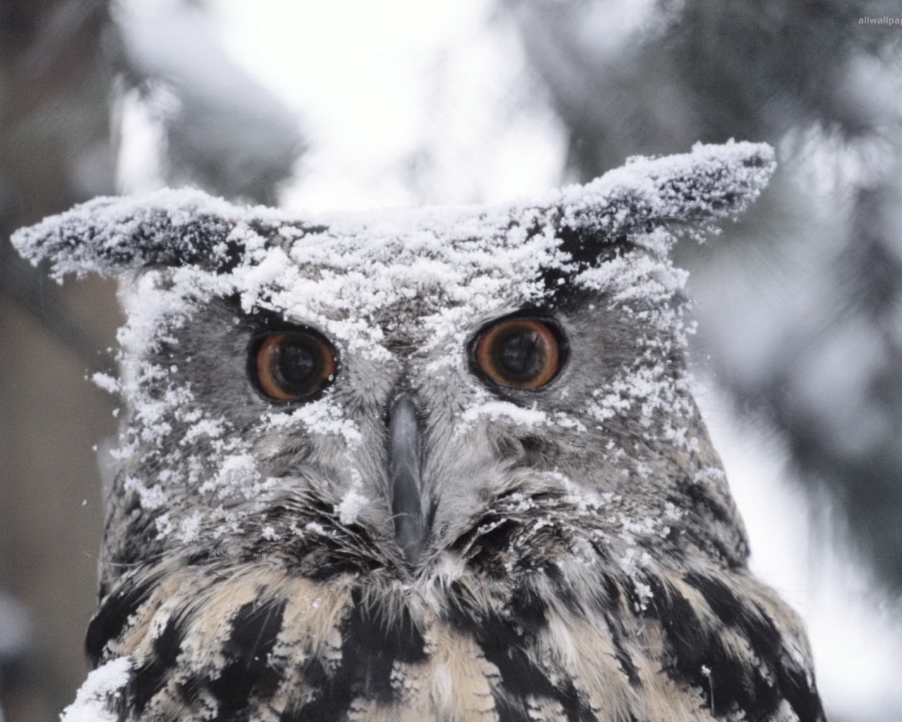 Fondo de pantalla Owl And Snow 1280x1024