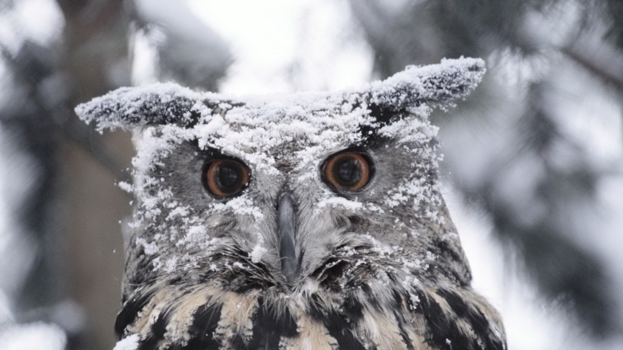 Fondo de pantalla Owl And Snow 1280x720