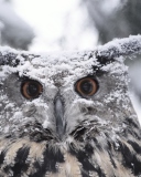 Fondo de pantalla Owl And Snow 128x160