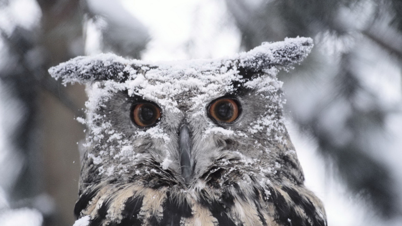 Fondo de pantalla Owl And Snow 1600x900