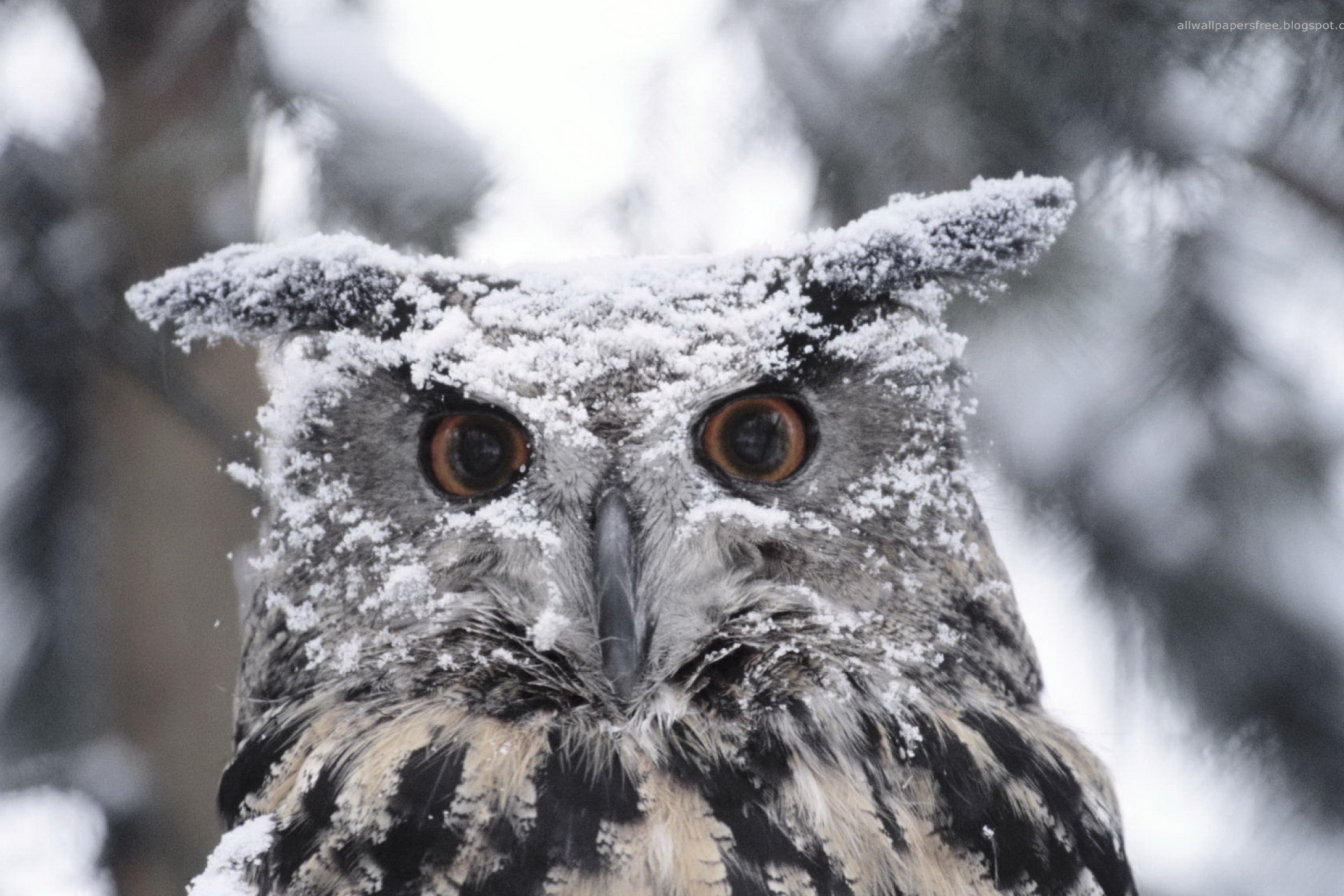 Owl And Snow wallpaper 2880x1920