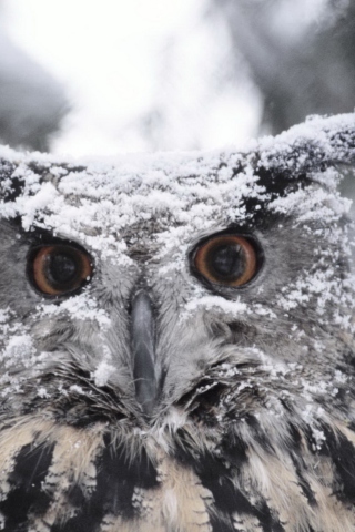 Das Owl And Snow Wallpaper 320x480