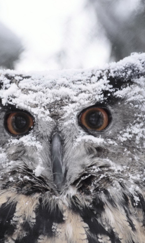 Fondo de pantalla Owl And Snow 480x800