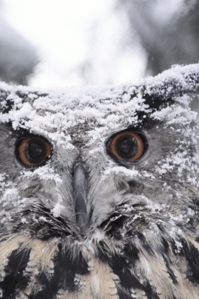 Das Owl And Snow Wallpaper 640x960