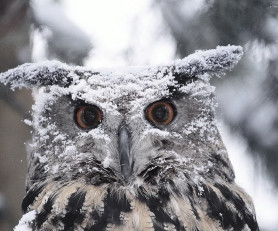 Das Owl And Snow Wallpaper 960x800