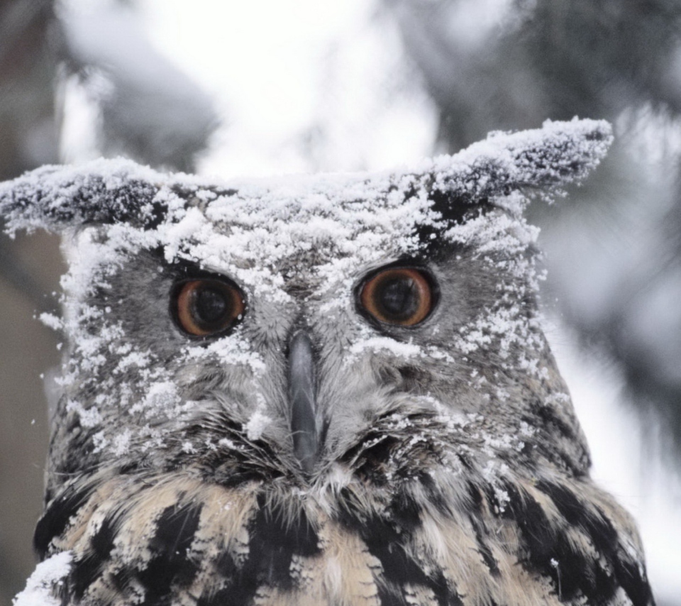 Обои Owl And Snow 960x854