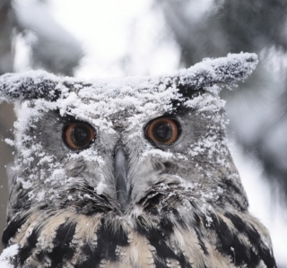 Owl And Snow - Obrázkek zdarma pro 2048x2048