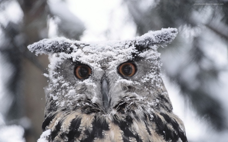 Das Owl And Snow Wallpaper