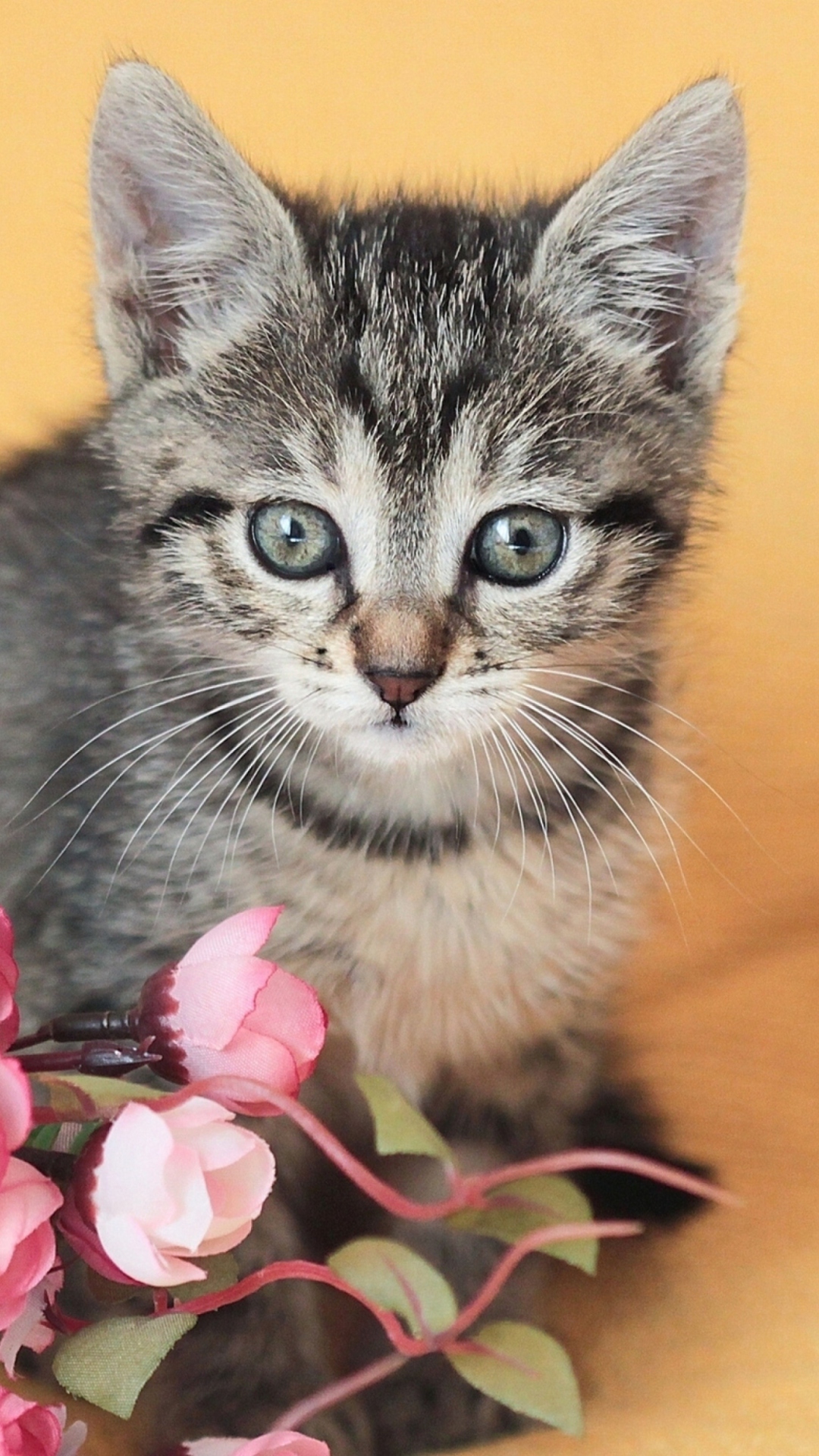 Cute Grey Kitten And Pink Flowers wallpaper 1080x1920