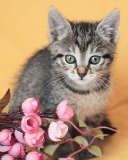 Cute Grey Kitten And Pink Flowers screenshot #1 128x160