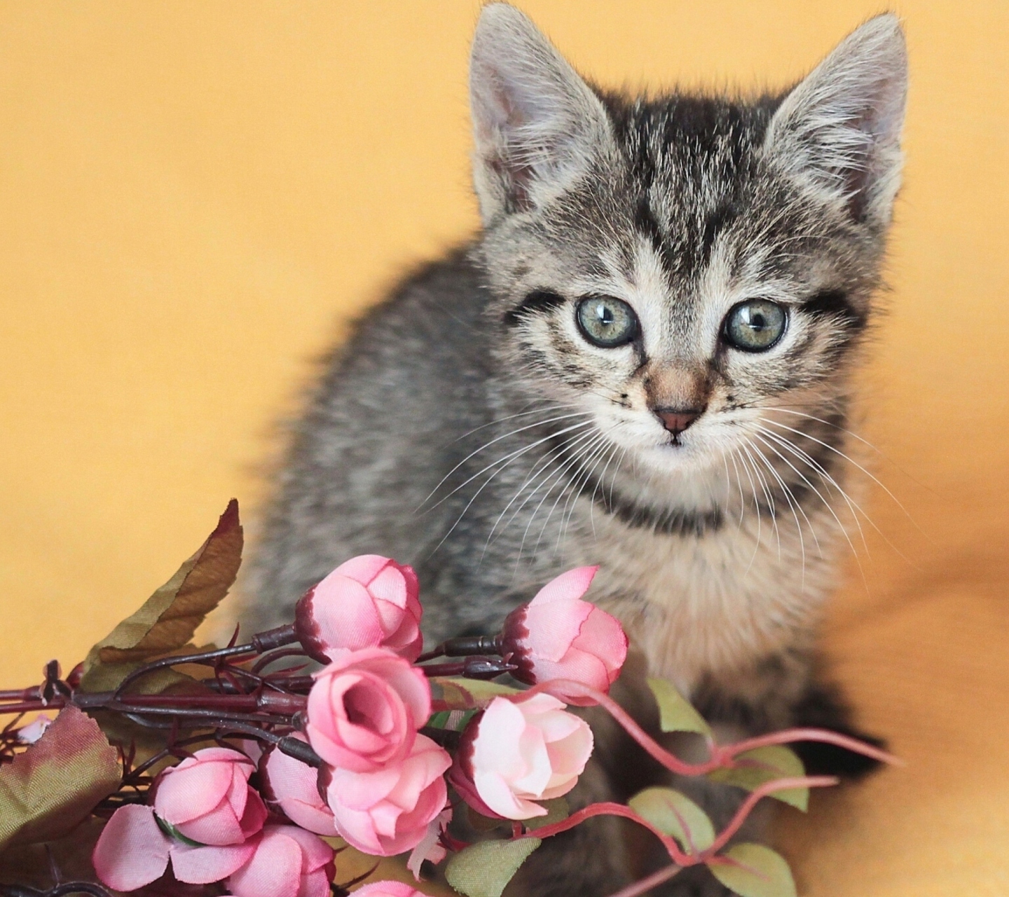 Das Cute Grey Kitten And Pink Flowers Wallpaper 1440x1280