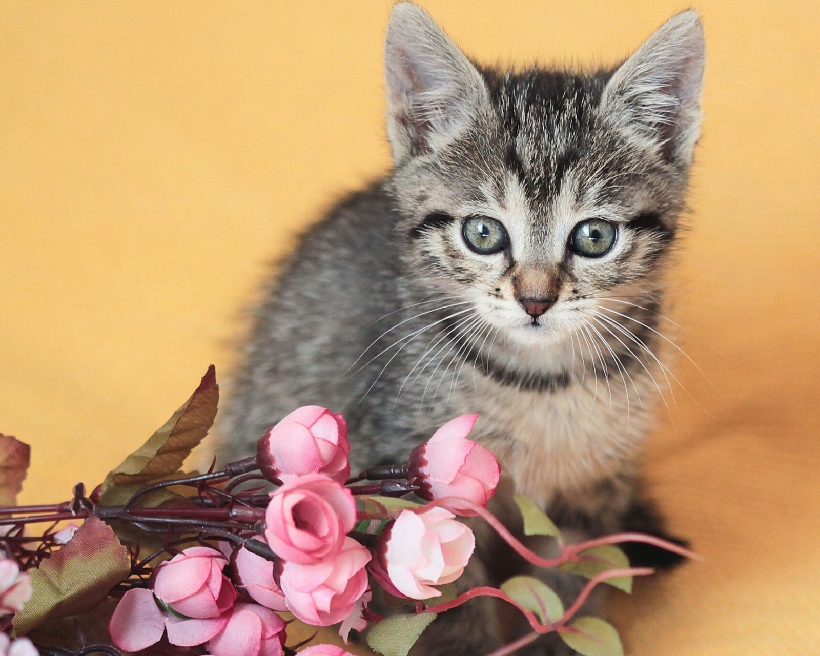 Обои Cute Grey Kitten And Pink Flowers 1600x1280
