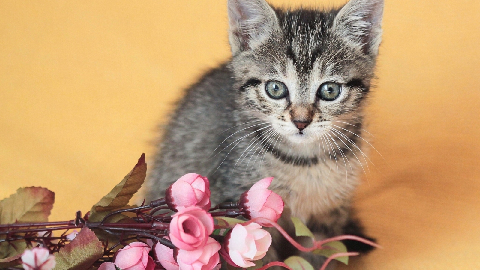 Sfondi Cute Grey Kitten And Pink Flowers 1600x900