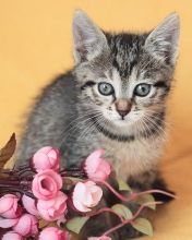 Cute Grey Kitten And Pink Flowers wallpaper 176x220