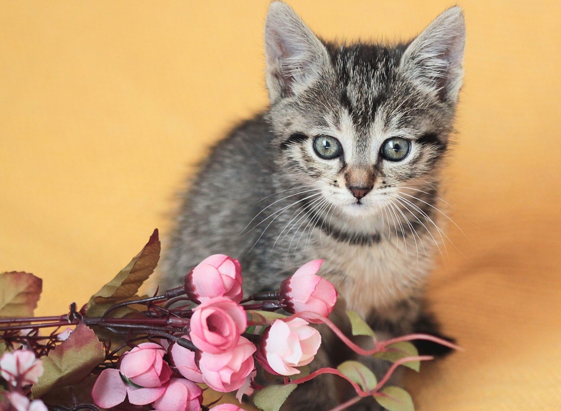 Обои Cute Grey Kitten And Pink Flowers 1920x1408