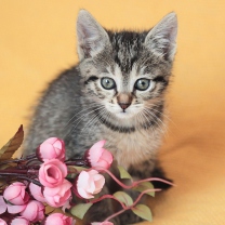 Cute Grey Kitten And Pink Flowers wallpaper 208x208