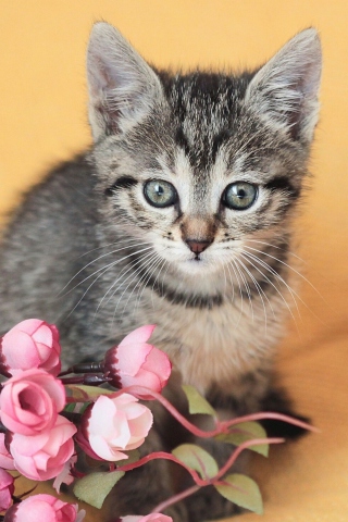 Das Cute Grey Kitten And Pink Flowers Wallpaper 320x480