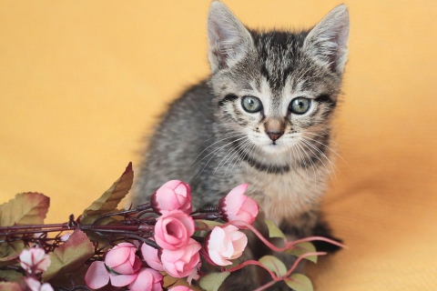 Cute Grey Kitten And Pink Flowers wallpaper 480x320