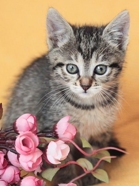 Das Cute Grey Kitten And Pink Flowers Wallpaper 480x640