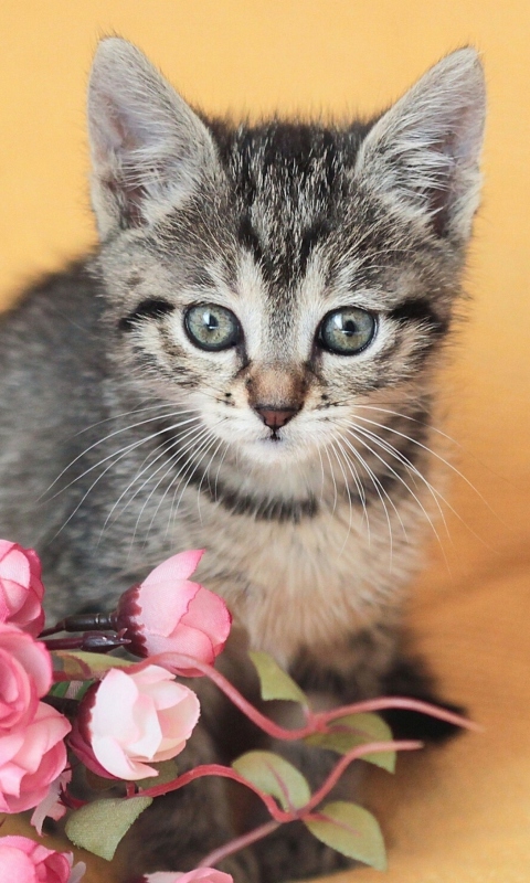 Обои Cute Grey Kitten And Pink Flowers 480x800