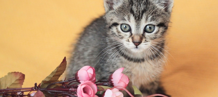 Cute Grey Kitten And Pink Flowers screenshot #1 720x320