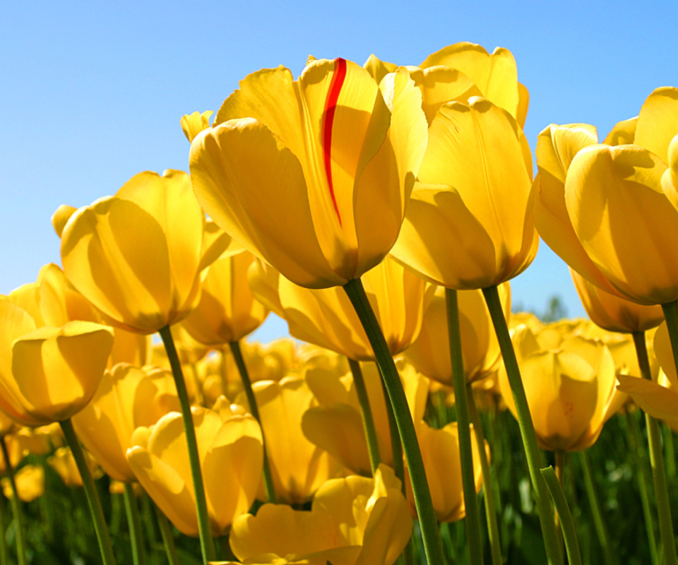 Обои Tulips 960x800