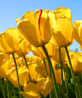 Tulips - Obrázkek zdarma pro Samsung SGH-A887 Solstice