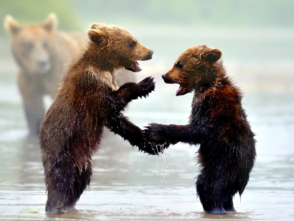 Das Bear cubs Wallpaper 1024x768