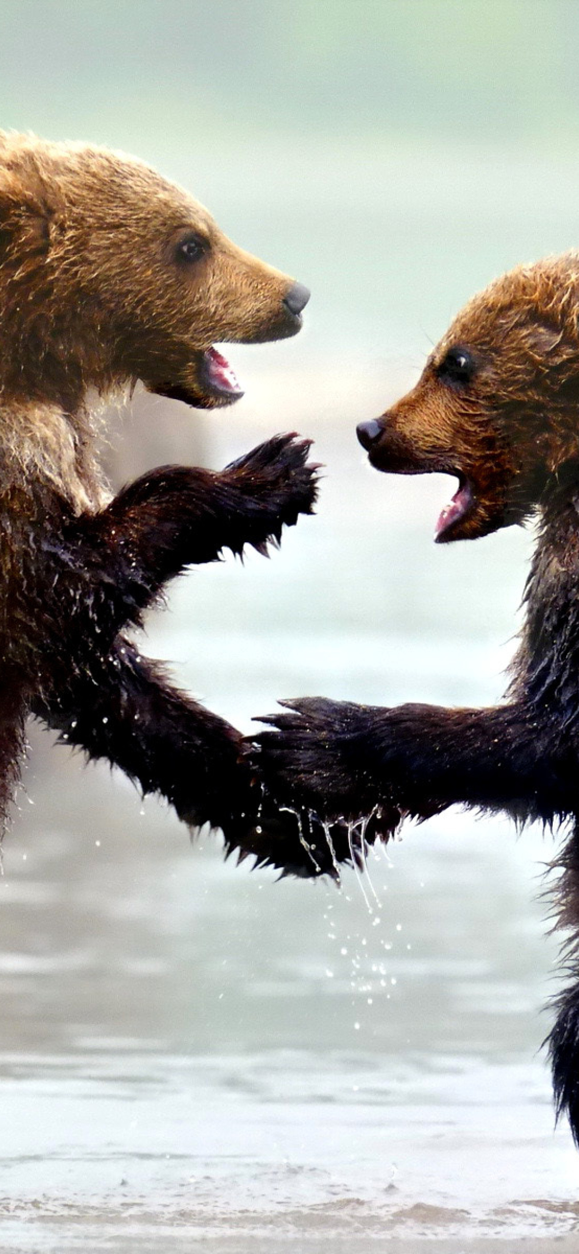 Обои Bear cubs 1170x2532