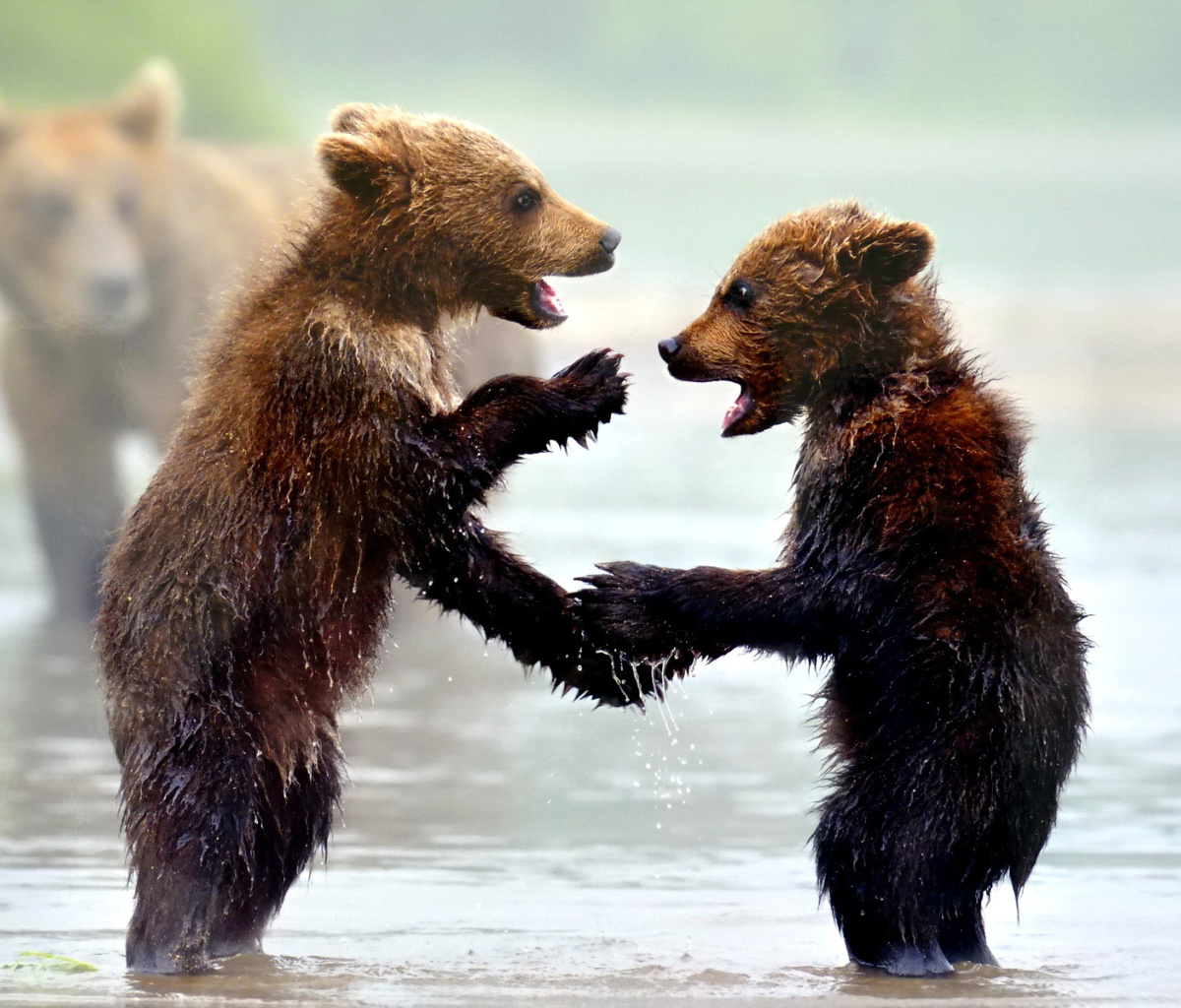 Обои Bear cubs 1200x1024