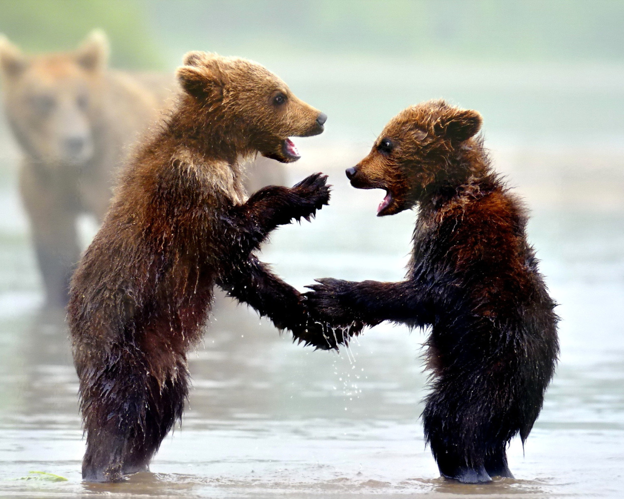 Bear cubs wallpaper 1280x1024