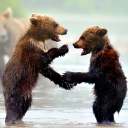 Fondo de pantalla Bear cubs 128x128