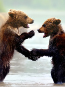 Bear cubs wallpaper 132x176