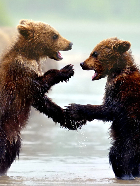 Bear cubs wallpaper 480x640