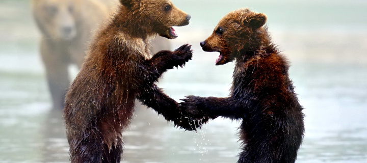Bear cubs wallpaper 720x320