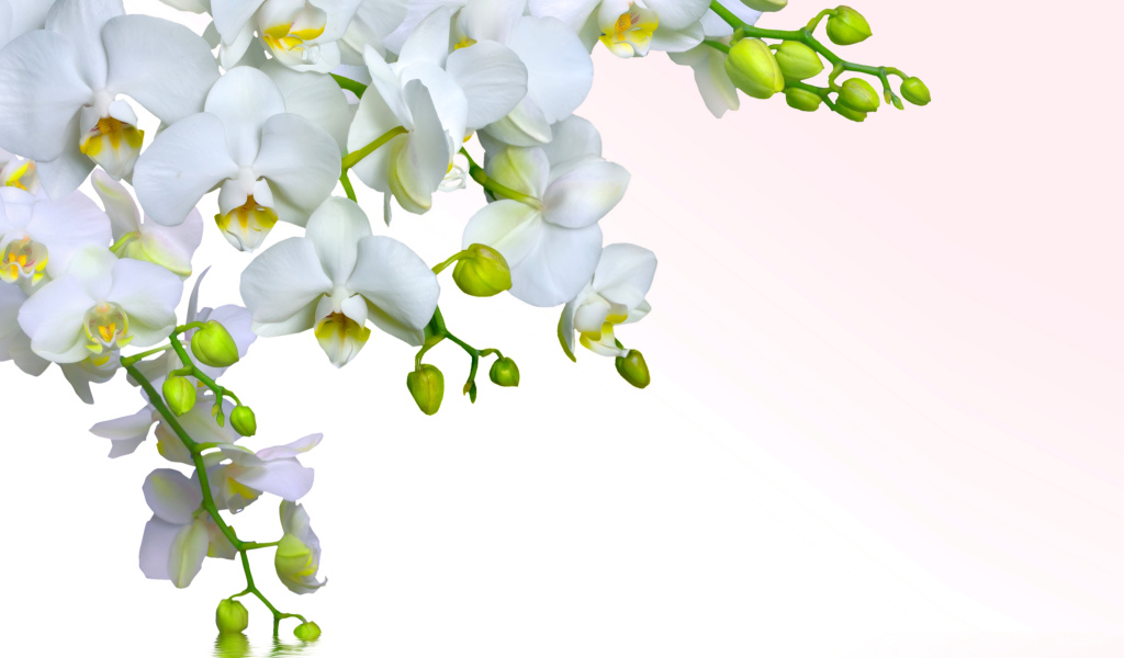 Tenderness White Orchid wallpaper 1024x600