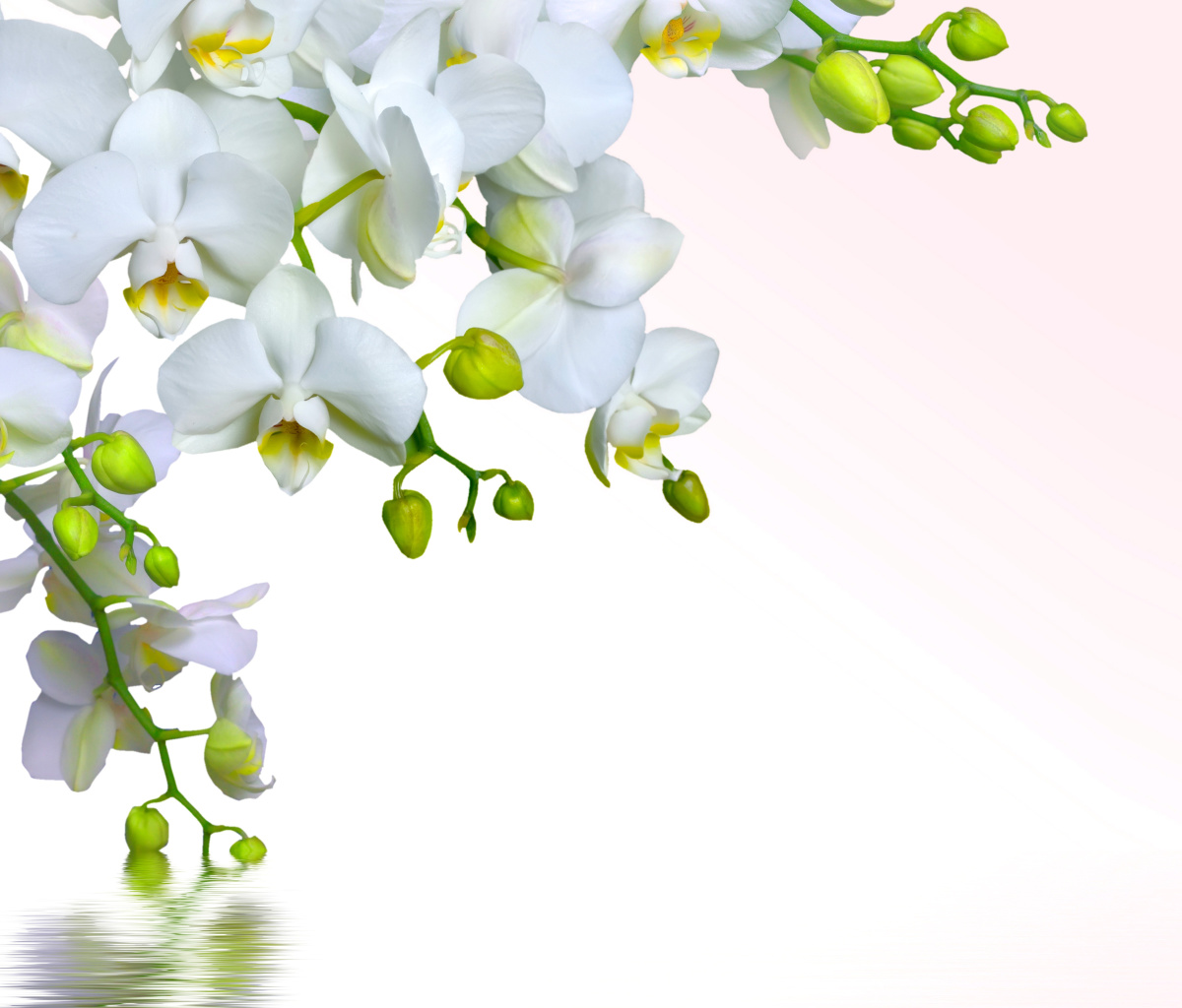 Tenderness White Orchid wallpaper 1200x1024