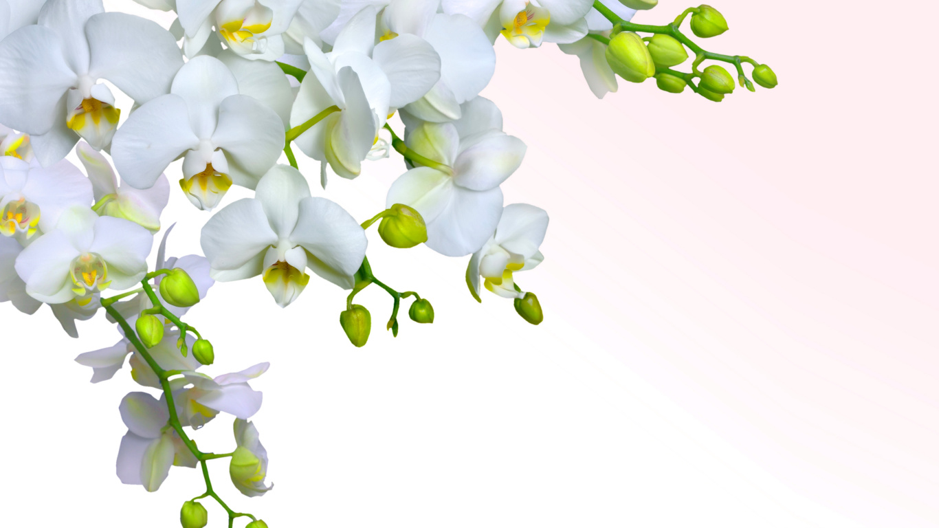Tenderness White Orchid wallpaper 1366x768