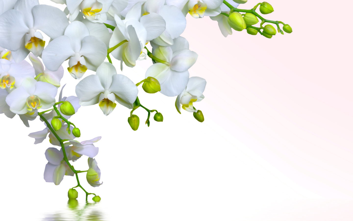 Sfondi Tenderness White Orchid 1440x900
