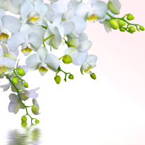 Fondo de pantalla Tenderness White Orchid 208x208