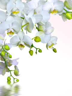 Tenderness White Orchid wallpaper 240x320