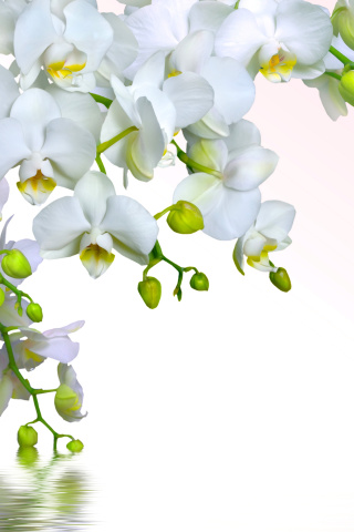 Das Tenderness White Orchid Wallpaper 320x480