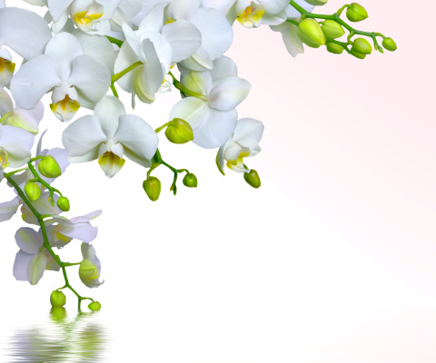 Fondo de pantalla Tenderness White Orchid 480x400