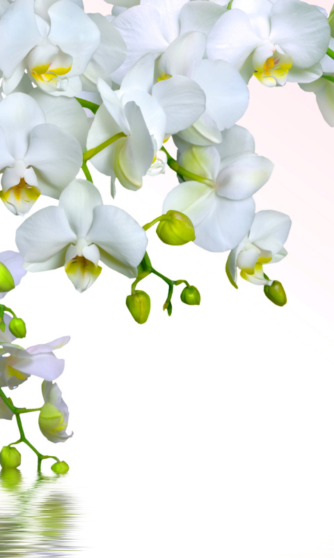 Das Tenderness White Orchid Wallpaper 480x800