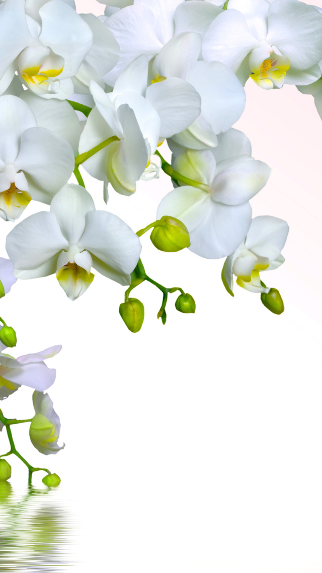 Tenderness White Orchid wallpaper 640x1136