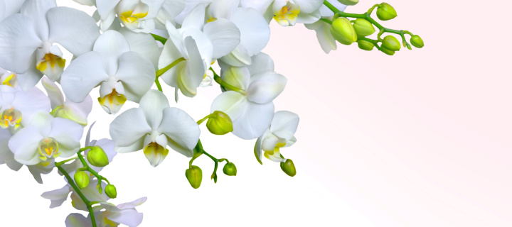 Tenderness White Orchid wallpaper 720x320