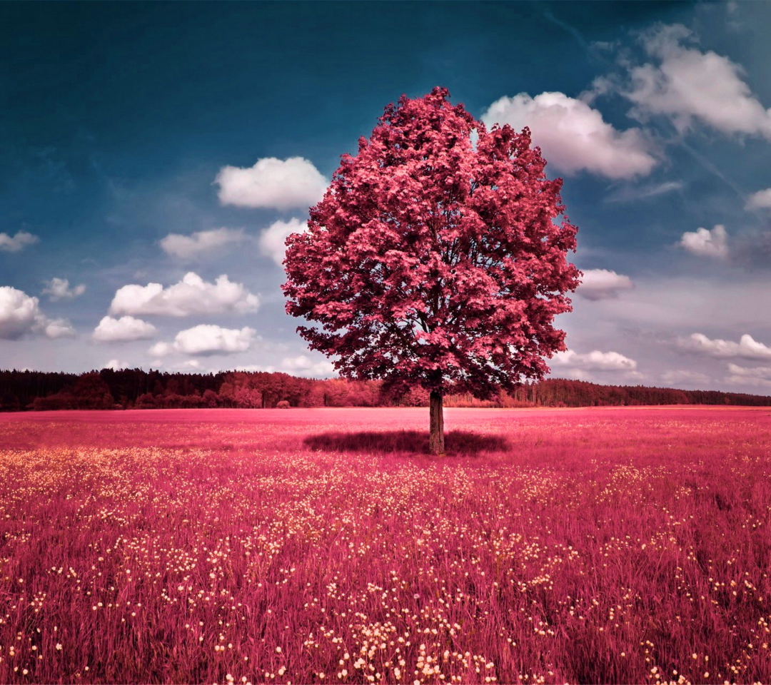 Pink Grass Field wallpaper 1080x960