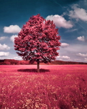 Das Pink Grass Field Wallpaper 128x160