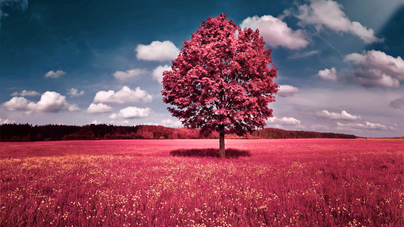 Screenshot №1 pro téma Pink Grass Field 1366x768